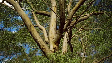 eucaliptus-in-Australia-red-Center