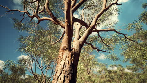 Eukalyptus-Im-Roten-Zentrum-Australiens