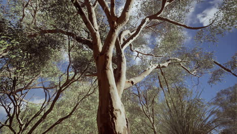 eucaliptus-in-Australia-red-Center
