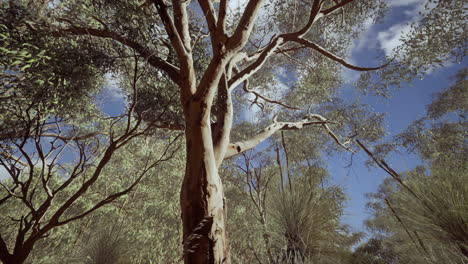 Eukalyptus-Im-Roten-Zentrum-Australiens
