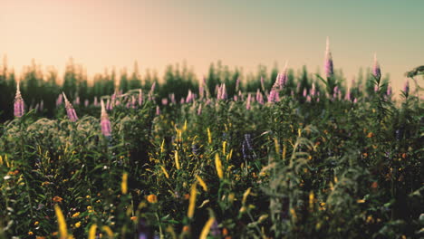 Flowers-on-the-mountain-field-during-sunrise-in-the-summer-time