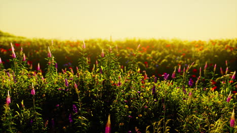 wild-meadow-with-blooming-wildflowers-in-soft-early-morning-or-sunset-sunlight