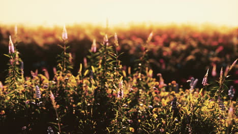 Wildwiese-Mit-Blühenden-Wildblumen-Im-Sanften-Frühen-Morgen--Oder-Sonnenuntergangssonnenlicht