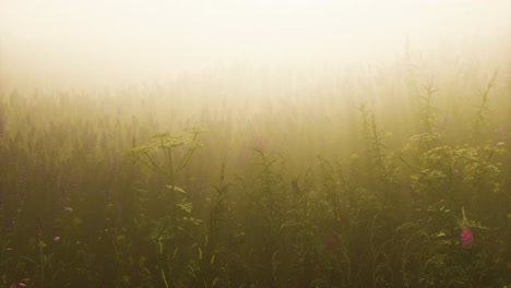 Wilde-Feldblumen-Im-Tiefen-Nebel