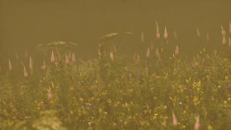 Flores-De-Campo-Silvestre-En-Niebla-Profunda