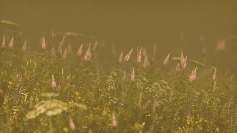 wild-field-flowers-in-deep-fog