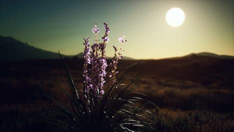 wild-flowers-on-hills-at-sunset