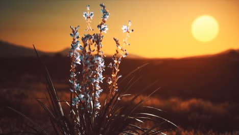 wild-flowers-on-hills-at-sunset