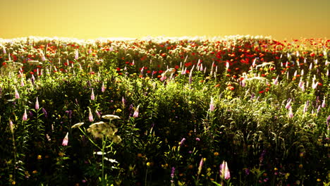 Feld-Mit-Blumen-Während-Des-Sommersonnenuntergangs