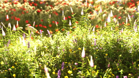 Feld-Mit-Blumen-Während-Des-Sommersonnenuntergangs