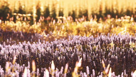 Blooming-lavender-field-under-the-colors-of-the-summer-sunset