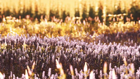 Blühendes-Lavendelfeld-Unter-Den-Farben-Des-Sommersonnenuntergangs