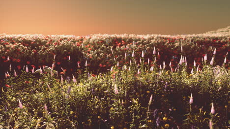 Field-with-flowers-during-summer-sundown