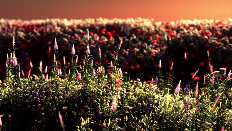 Field-with-flowers-during-summer-sundown