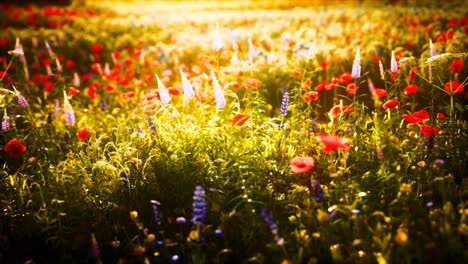 sunset-in-the-wild-flower-field