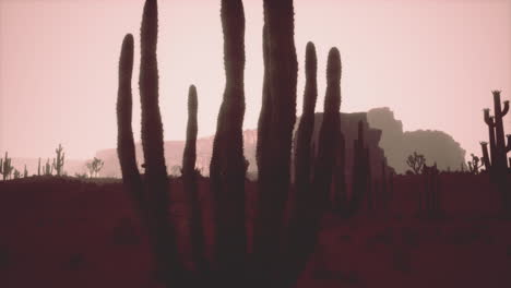 Noche-En-El-Parque-Nacional-Saguaro-En-El-Desierto-De-Arizona