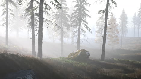 bright-early-morning-forest-in-mountains