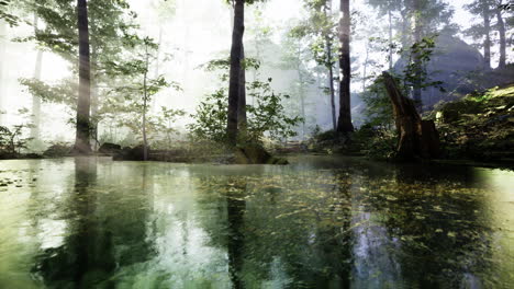 Panorama-Des-Waldes-Mit-Fluss,-Der-Die-Bäume-Im-Wasser-Reflektiert