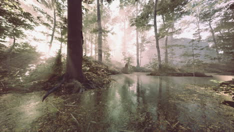 Estanque-En-Un-Bosque-Con-Niebla