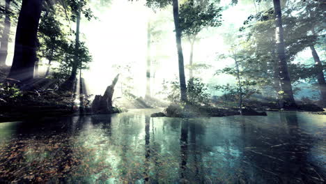 pond-in-a-forest-with-fog