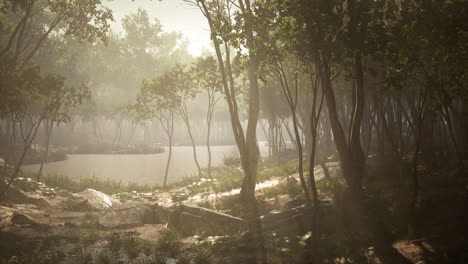 River-in-mysterious-forest-with-fog