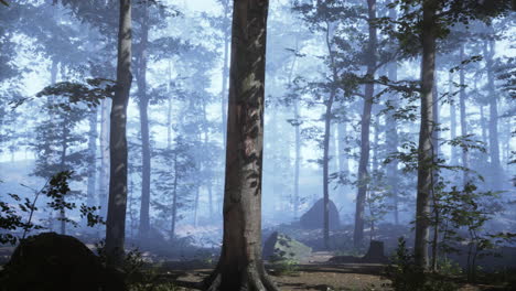 Schöner-Sonniger,-Silhouettierter-Wald-Mit-Sonnenstrahlen-Durch-Nebel
