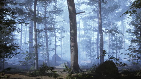 Am-Frühen-Morgen-Versteckt-Sich-Der-Wald-Im-Nebel