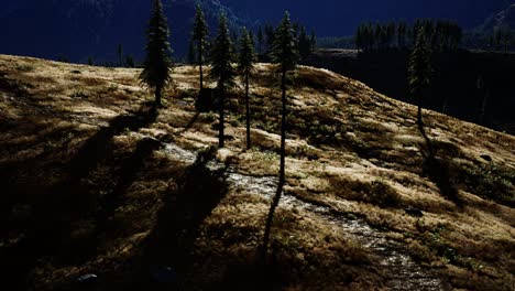 trees-on-meadow-between-hillsides-with-conifer-forest
