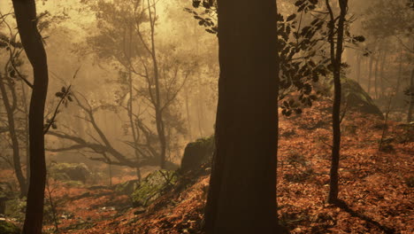 Verzauberter-Herbstwald-Im-Nebel-Am-Morgen