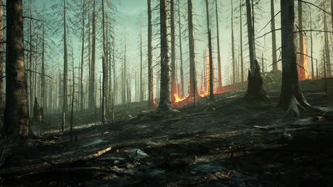 El-Desastre-De-Los-Incendios-Forestales-Lluviosos-Está-Ardiendo-Causado-Por-Humanos