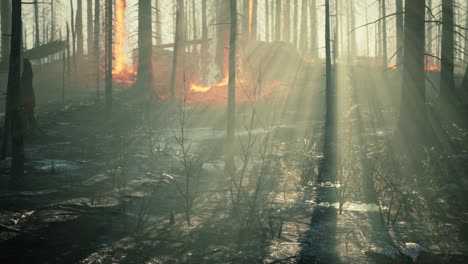 Rain-forest-fire-disaster-is-burning-caused-by-humans
