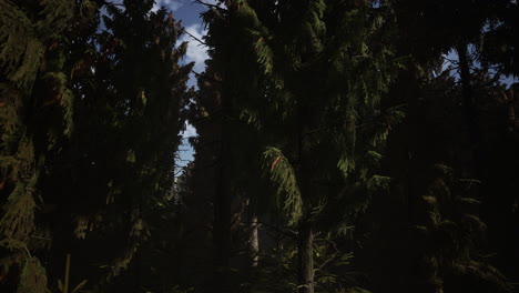 spruce-forest-at-summer-day