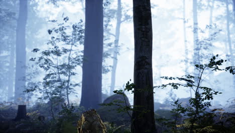Panoramic-view-of-the-majestic-evergreen-forest-in-a-morning-fog