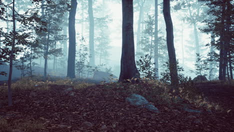 Misty-morning-in-the-woods