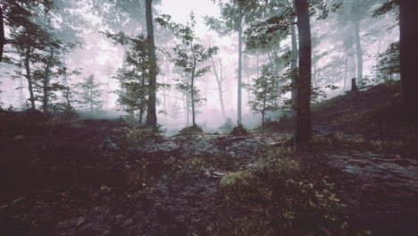 Landschaft-Aus-Dunklem-Wald-Mit-Nebel