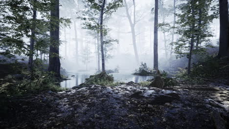 Misty-morning-in-the-woods-with-rays-of-light