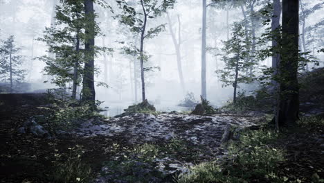 landscape-of-dark-forest-with-fog