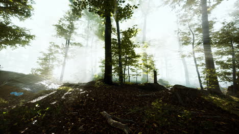 Sol-Saliendo-En-Un-Bosque-Con-Niebla