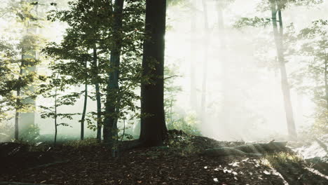 Sonnenlicht-Im-Feenhaften-Nebelwald
