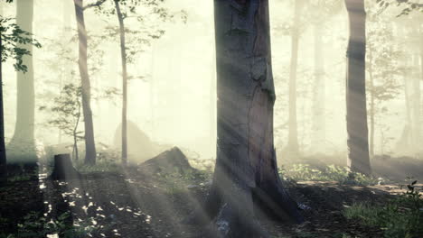 Sonnenlicht-Im-Feenhaften-Nebelwald