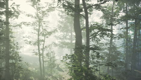 sun-light-in-the-fairy-foggy-forest