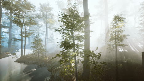 panoramic-view-of-the-majestic-forest-in-a-morning-fog