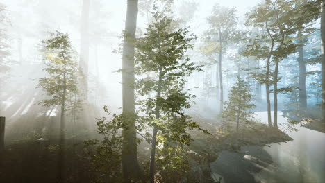 sunlight-in-the-green-forest-in-fog-at-spring-time
