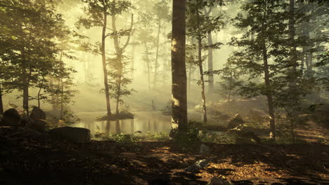 sun-rising-in-a-forest-with-fog