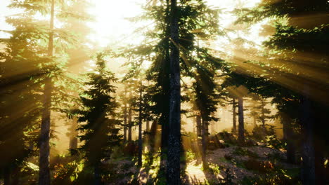 Sonnenuntergang-Im-Nebligen-Wald