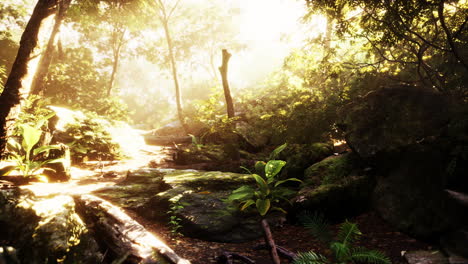 Sunbeam-shine-through-the-green-forest