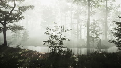 Sunrays-in-a-forest-on-a-hazy-morning