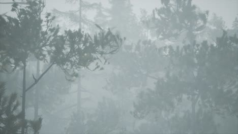Día-Nublado-De-Otoño-En-El-Bosque-De-Pinos-Con-Niebla