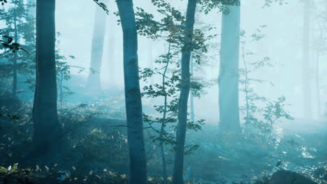 morning-fog-in-deep-forest