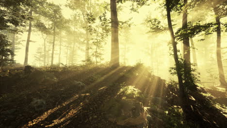 Rising-sun-falls-into-the-deciduous-forest-on-a-foggy-summer-morning